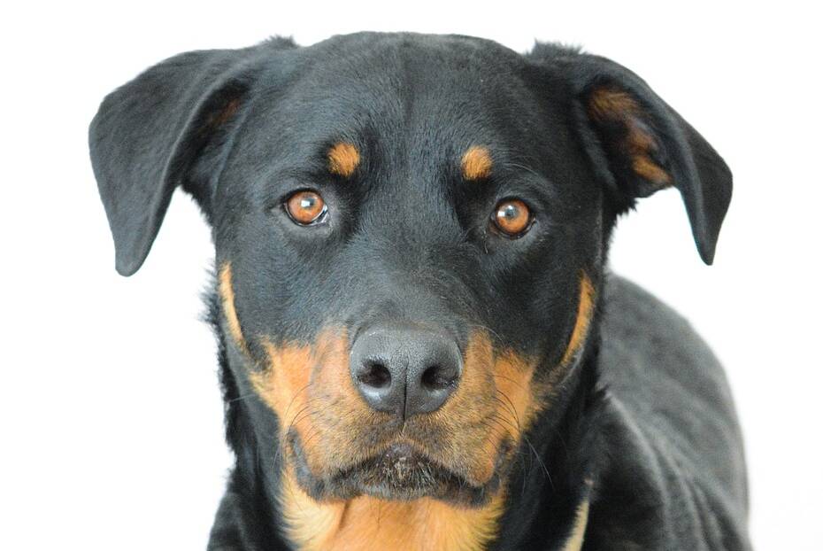 A Rottweiler, such as the one in the picture, attacked the girl