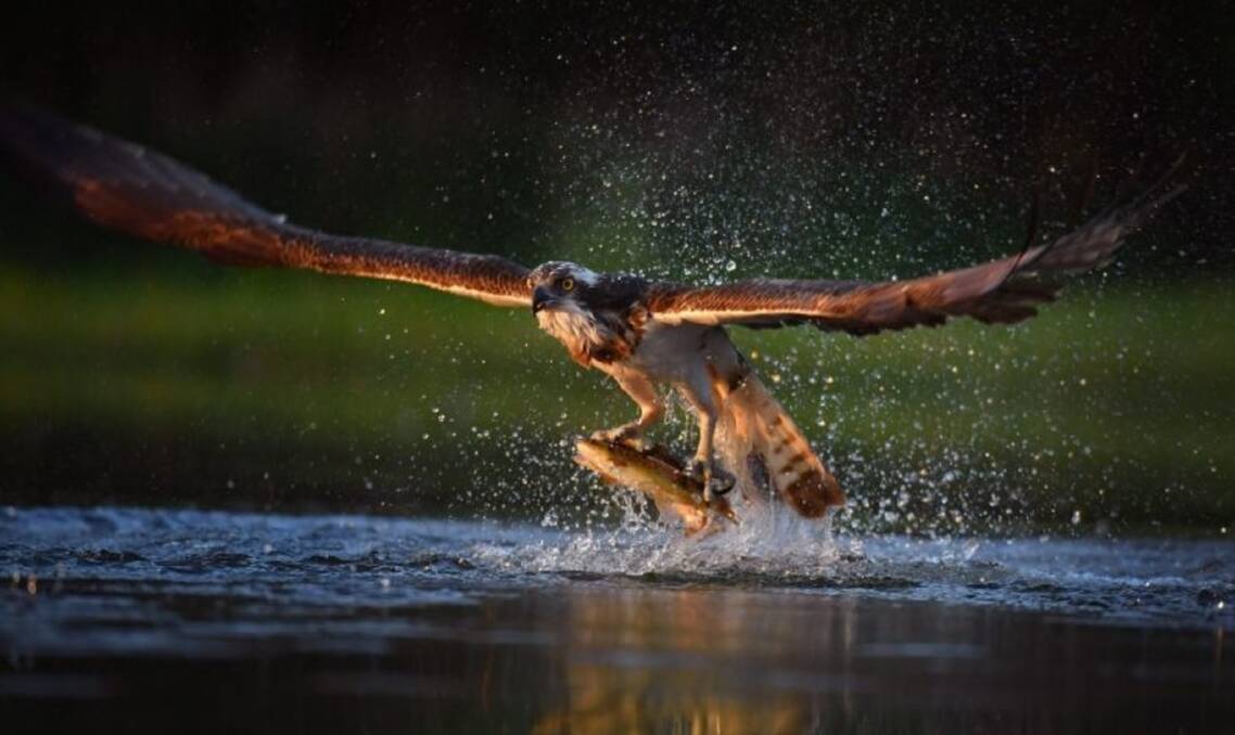 An Osprey catches two Rainbow Trout. Photographers from the New England region are invited to show off the best of the country as part of the Guyra TroutFest colour photography competition.