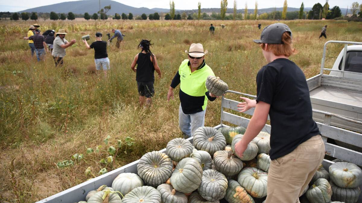 PUMPKIN PATCH: The Pathfinders Pumpkin run was a huge success last year, but this year farmers have run into some trouble with damage to their crops at Tilbuster Station.