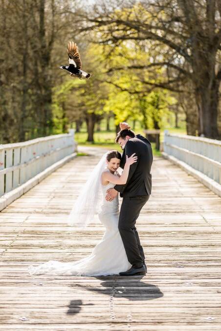 Sara and Phillip Maria duck as a magpie swoops them in the midst of their wedding photo shoot. Photo: Karen Parr.