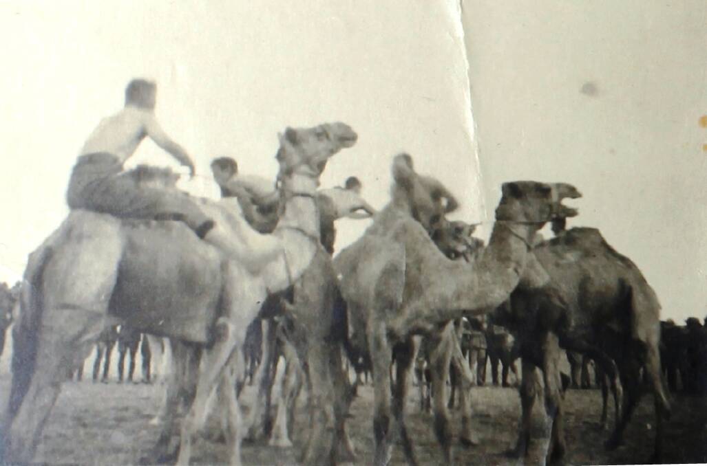 CAMEL CORPS: A photo from the collection of Lieutenant Arundel MacKenzie of Guyra. The photo shows Imperial Camel Corps soldiers wrestling on the back of camels.