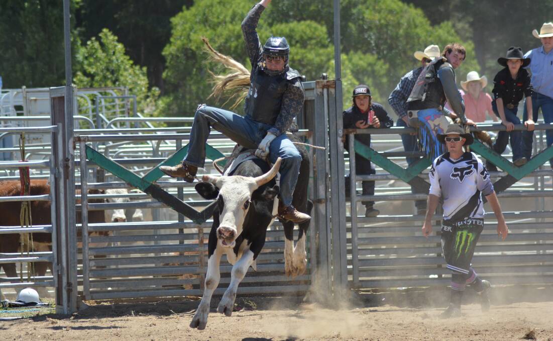 RODEO RIDE: Rodeo competitor Daniel Rogan takes the bull by the horns in the ring. He's one of many that hope to hold on for eight seconds.