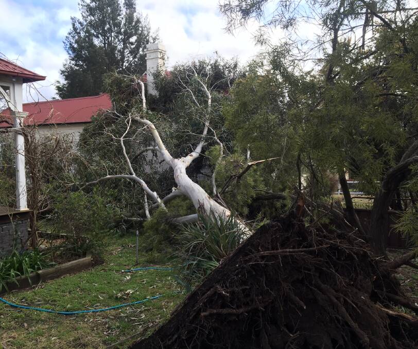 Wild weather downed a tree at 158 Jessie Street in Armidale, but SES crews say there was no damage to the house. Photo: Josh Osborne, SES Unit Controller.