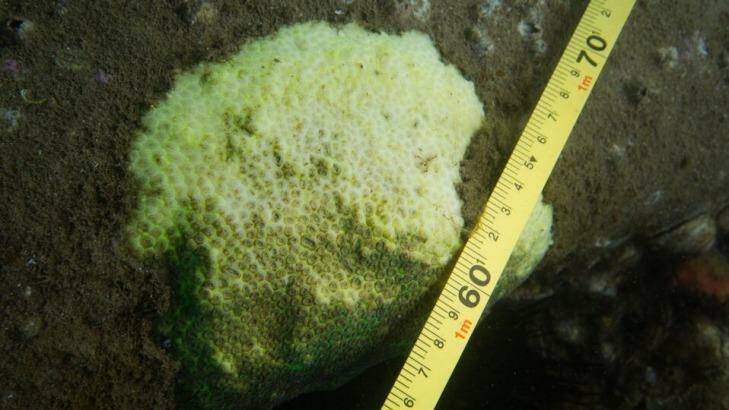 The coral bleaching is now widespread in the harbour, researchers say. Photo: Samantha Goyen
