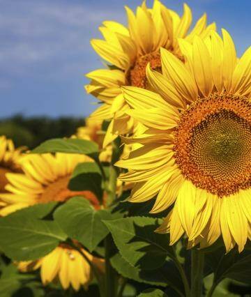 Sunflower seeds face an uncertain path to grieving crash victims.