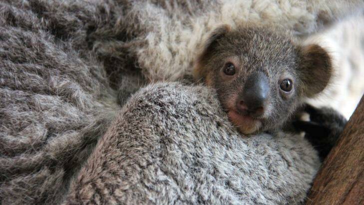 It will soon be too big to fit in her mother's pouch. Photo: Paul Fahy, Taronga Zoo