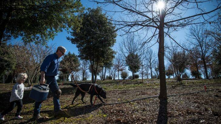 Col Roberts hunts for truffles with his two-year-old labrador Floyd and Lydia, 3.  Photo: Wolter Peeters