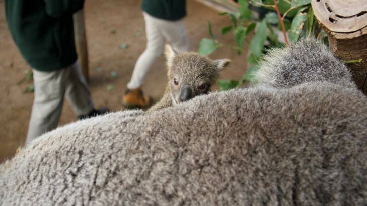 The tiny joey is six months old. Photo: Paul Fahy, Taronga Zoo