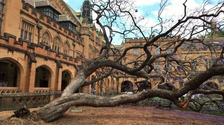 The fallen jacaranda tree in the University of Sydney quadrangle.  Photo: Jesse Irwin
