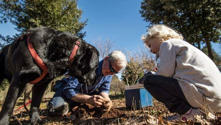 "It's all about the aroma" – Col Roberts of Lowes Mount Truffiere truffle farm in Oberon. Photo: Wolter Peeters