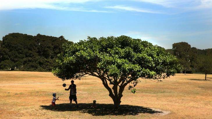 African plain or Centennial Park? Early summer heat bakes Sydney. Photo: Kirk Gilmour
