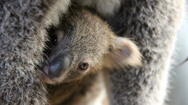 Taking shelter: the joey peeks out from her mother's pouch. Photo: Paul Fahy, Taronga Zoo