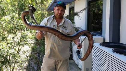 NEWS-NCH  Submitted photo from Geoff from Newcastle and Hunter animal control, largest red belly black snake has ever relocated from Cameron Park. Contact Phone 478043715.
Copy pic from Phil Hearne  Wednesday 1st October 2014. Photo: Phil Hearne PJH