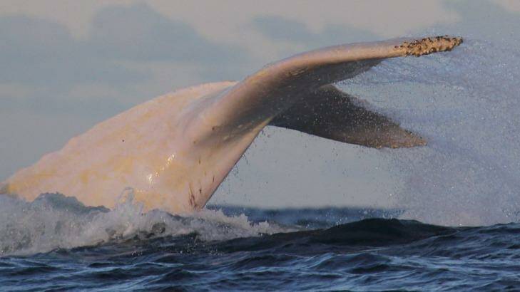 Migaloo whale watching off Botany in 2014. Photo: www.whalewatchingsydney.com.au