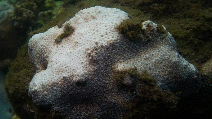 Coral bleaching is now turning up in Sydney Harbour for the first time, researchers say. Photo: Samantha Goyen