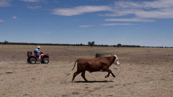The big dry: Farmer Neil Kennedy musters his cattle in December 2014 in Coonamble, NSW. Photo: Dean Sewell/Oculi