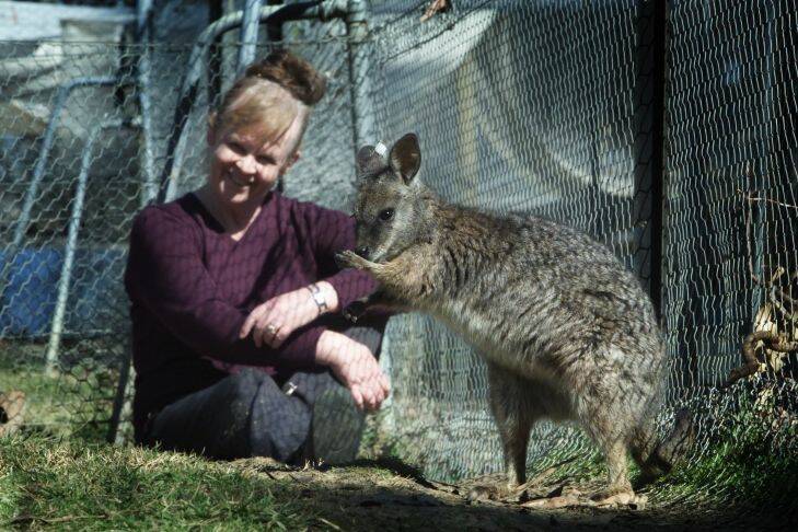SPECIALX KANGA SMH , NEWS , Kangaroo ,
 Prof Jenny Graves with on of her subjects a pouched young Tammer Wallaby.  Prof Graves is studing the kangaroo genome.
 Photograph taken on the 22nd of August 2002 by Andrew Taylor / jat