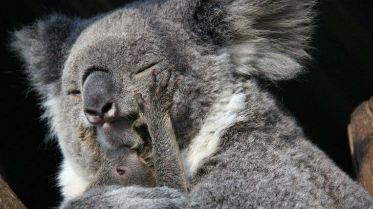 The joey will stick close to Wanda for another four months. Photo: Paul Fahy, Taronga Zoo