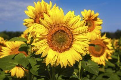Sunflower seeds face an uncertain path to grieving crash victims.