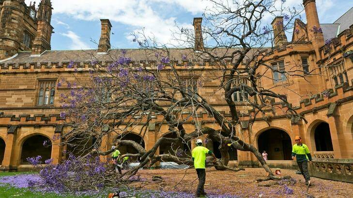 The fallen jacaranda tree inside Sydney University's south-eastern quadrangle. Photo: Sarah Keayes