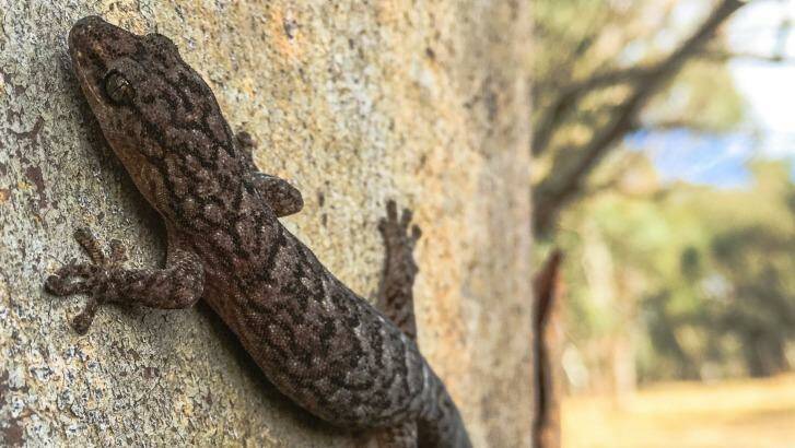 A marbled gecko. Photo: Geoff Kay