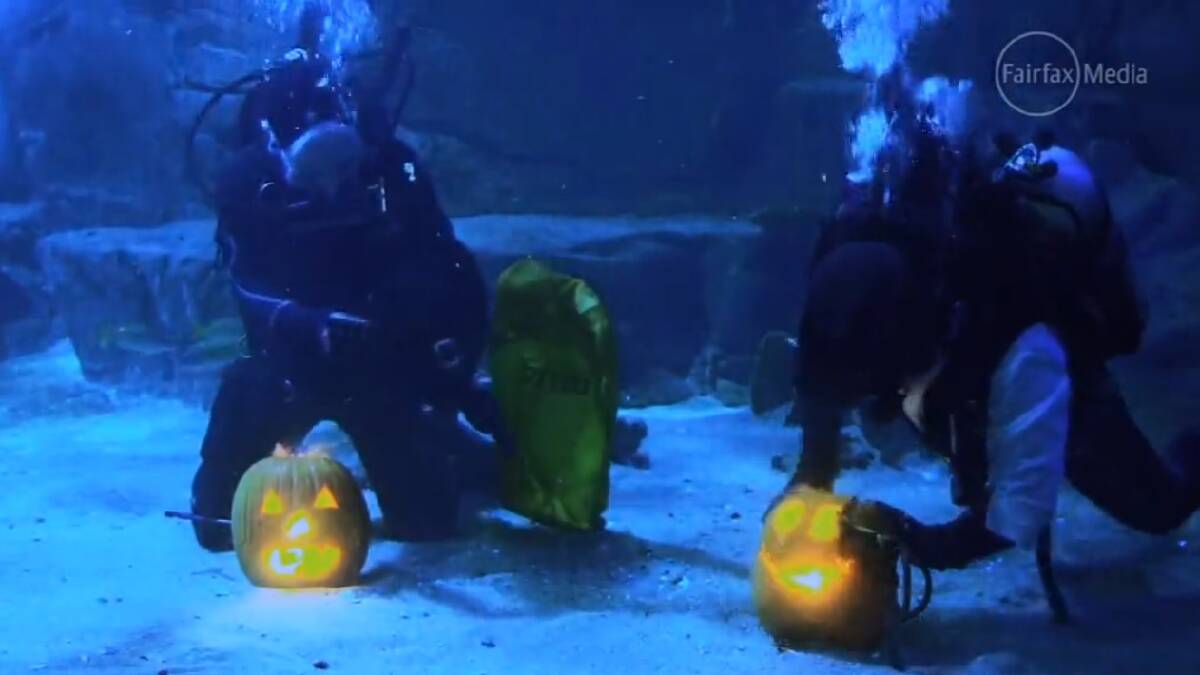 Scuba divers at Melbourne Aquarium carve pumpkins underwater for Halloween. 
