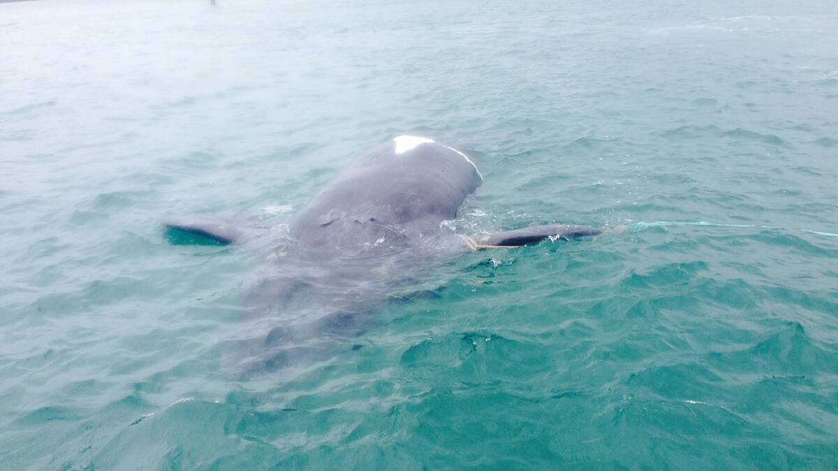 Whale struck by Queensland ferry dies