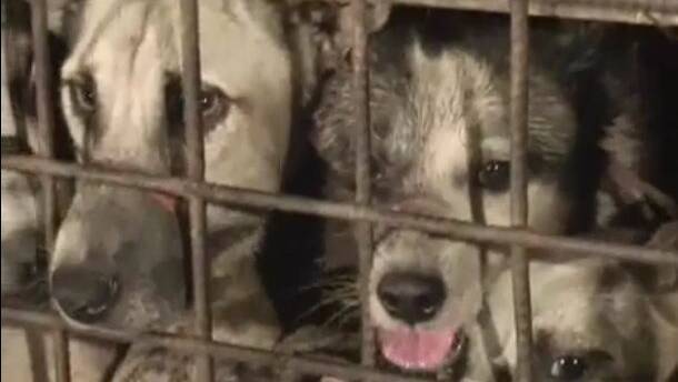 Activists’ ire over raid on puppy farm