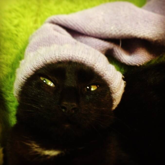 15. Even cats have to wear beanies.