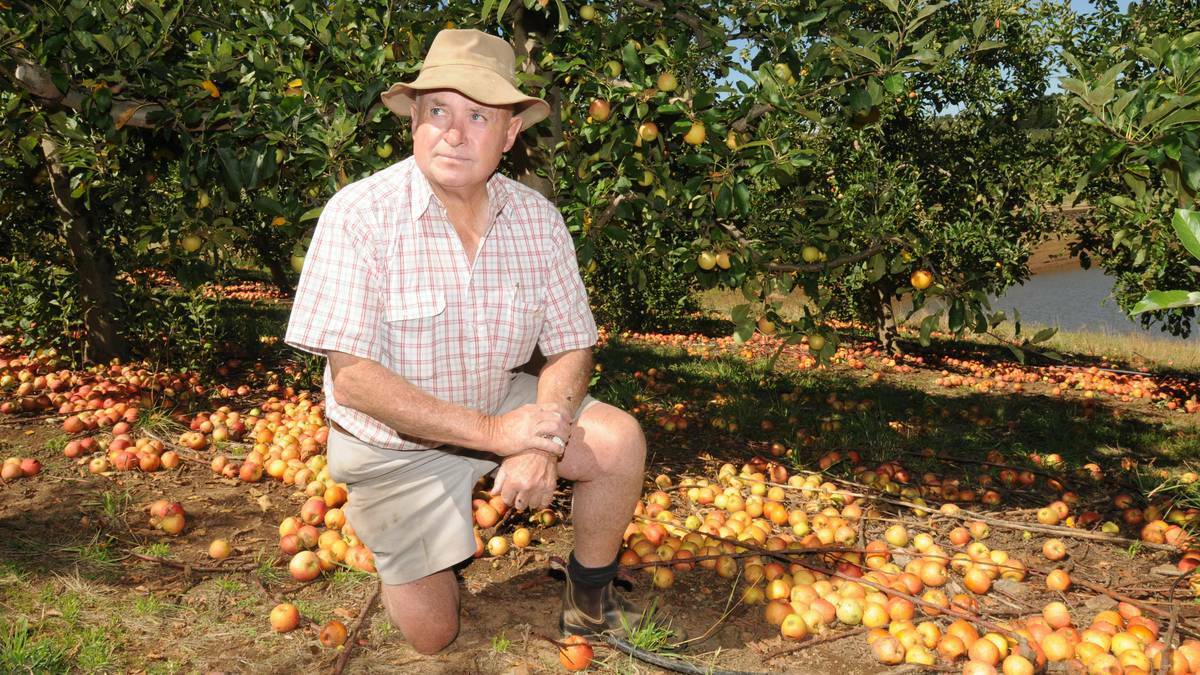 ORANGE: Orange orchardist Peter Darley counts the cost of a flying fox invasion of his orchard. Photo: STEVE GOSCH 