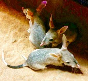 The bilbies are the first triplets ever born at the Ipswich Nature Centre. Photo: Supplied
