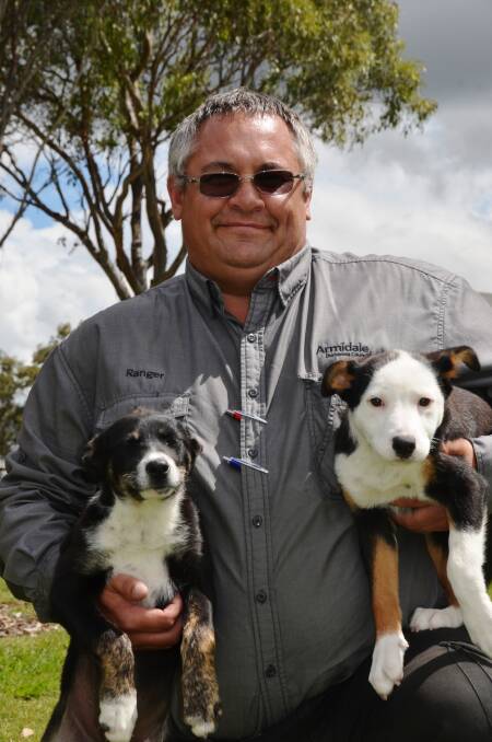 RUFF TIMES: Armidale Dumaresq Council ranger Daryl Kliendienst with two puppies searching for a new home. 