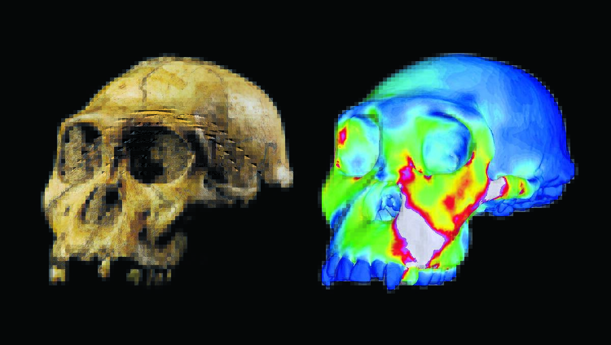 BREAKTHROUGH: The fossilised skull of Australopithecus sediba specimen and a cranium model depicting strains. 