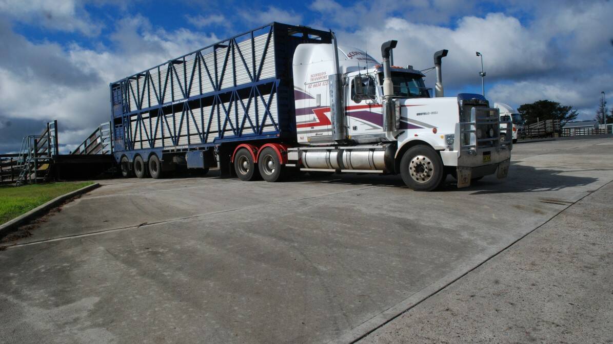 Time for an upgrade: Realignment of existing loading ramps are next on the saleyards wish list.