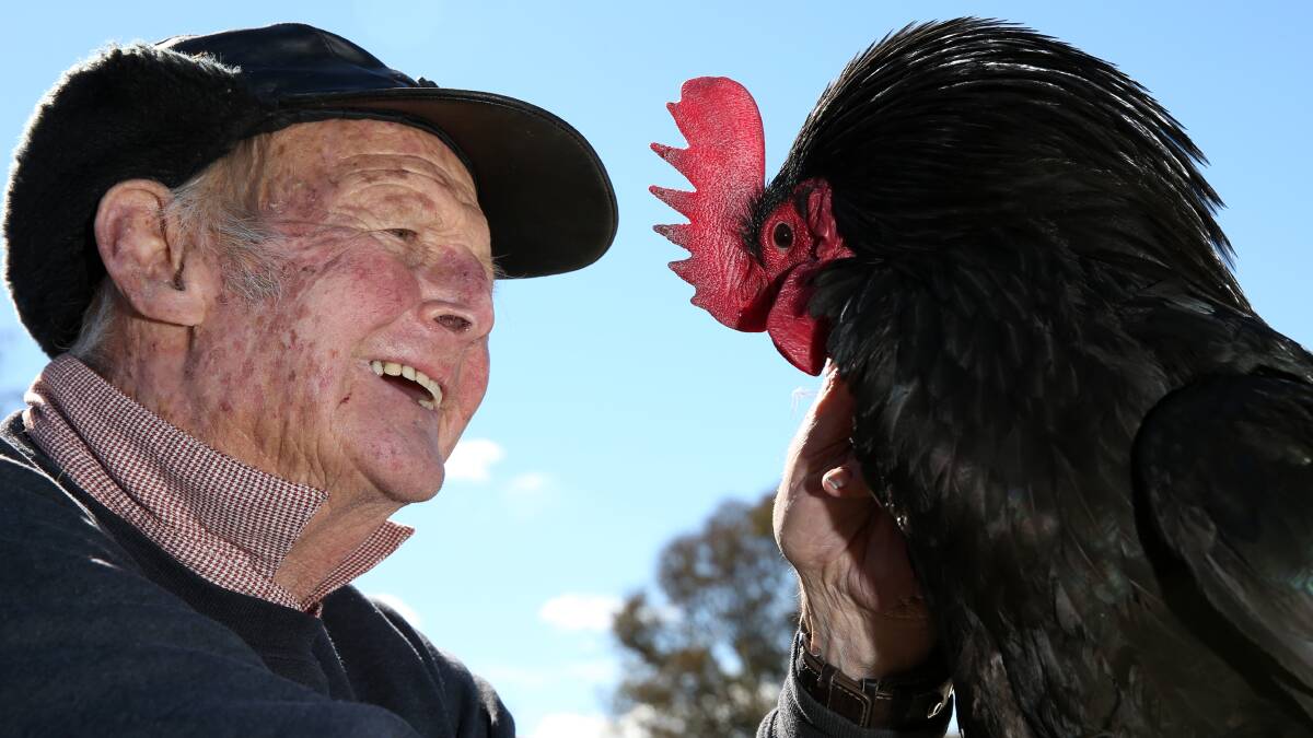 ON THE LOOKOUT: Poultry club president Barry Simpson, of Armidale, says a pair of birds can fetch up to $400 on the market. Photo MATT BEDFORD