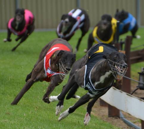 ROUNDING THE HOME TURN: Pretty Socks, in black rug, hits the straight in front during the second weekend of the Armidale Greyhound Cup Carnival.