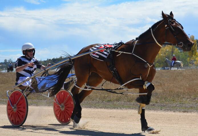 A LEAGUE OF ITS OWN: Will Thrill trots towards the finish during the first weekend of racing.