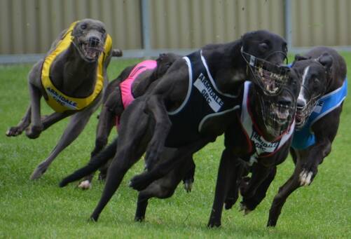 NECK AND NECK: Jimbolt, in the middle of the three dogs, was somehow able to overcome this tight squeeze to go on and win the fifth and final heat of the Armidale Greyhound Club Fifth Grade event.