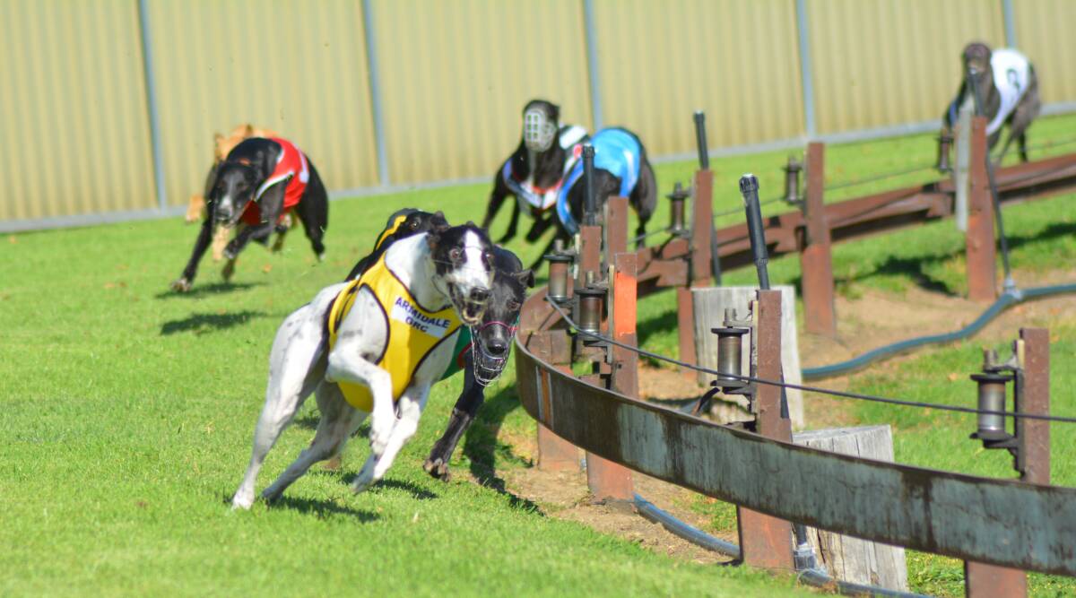 NECK AND NECK: Cosmic Tina (yellow) and Flabbergasted (green) fight it out at the turn during race six on Saturday’s Armidale Greyhound Racing Club meeting. Cosmic Tina won by three quarters of a length.