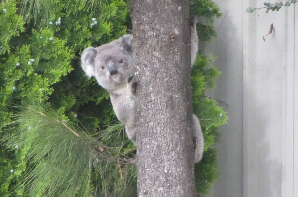 Koalas to boost web presence
