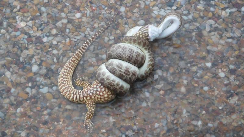 While not a video, this photo had to make the cut. 
DEATH RATTLE: Snake versus goanna, Urandangi-style. Photo: Pam Forster
This battle to the death between a snake and goanna didn’t end up well for either creature.