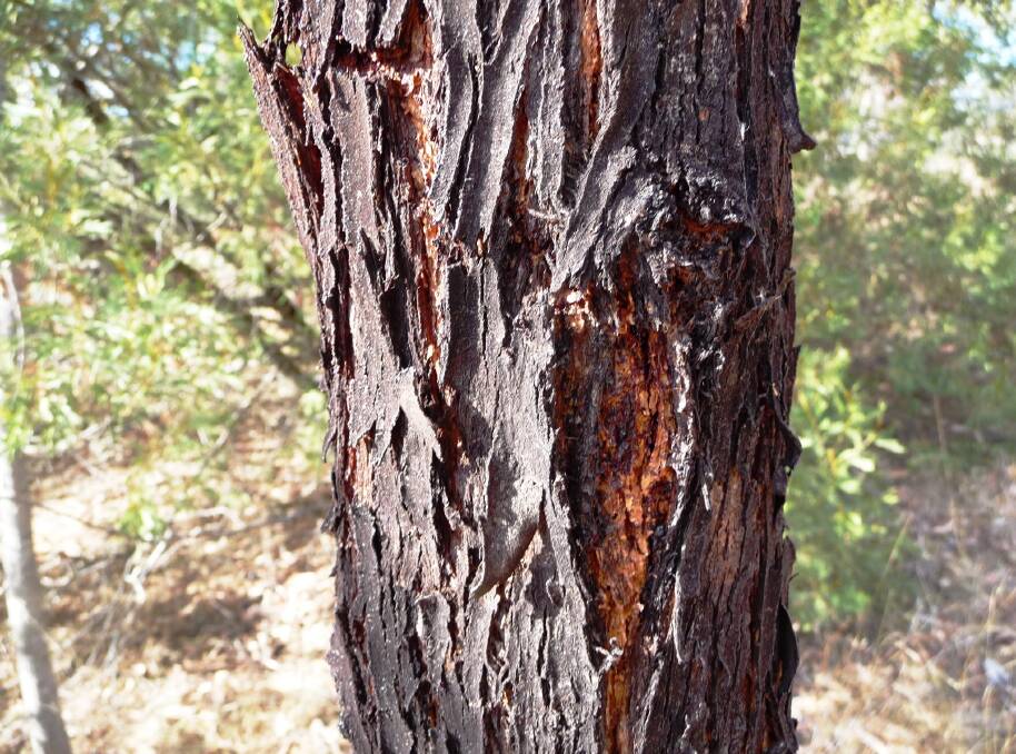 Eye catching: Eucalypt bark can be a distinctive and attractive feature in a rural garden.