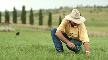 Armidale farmer Bill Mitchell inspects the SCG grass on his property.