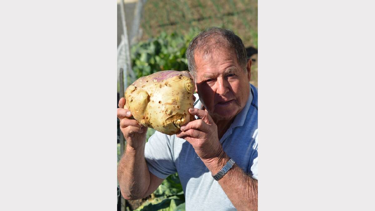 BIG TURNIP: Peter Brewer with the 3.6 kilogram turnip.