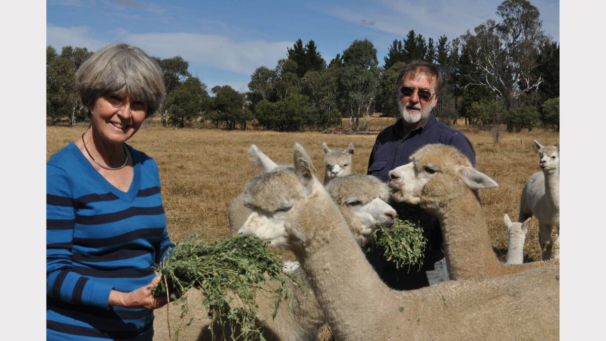 OPEN DAY: Bronwyn and David Mitchell with some of their alpacas.