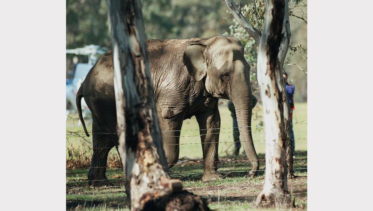 Ginny the elephant back safe and sound after escaping from Perry Bros Circus in 1998