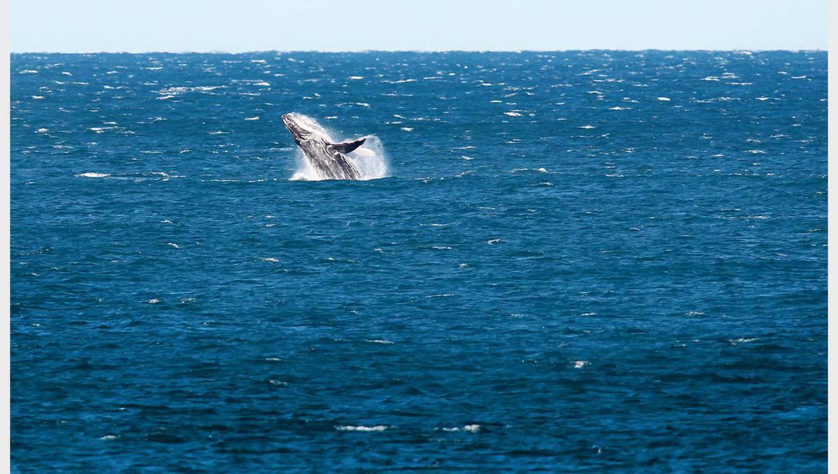 A whale takes time to play off Merewether Beach on Friday. Picture: Grant Sproule, Newcastle Herald