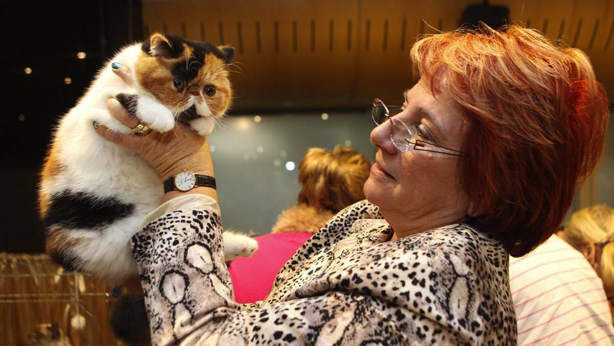 The 16th annual Australian National Cats Inc Show was held at Tradies last Sunday.Picture Jane Dyson, Port Macquarie News