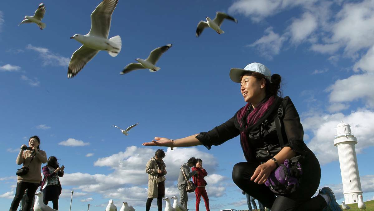 Chinese tourist Yan Ling Li at Flagstaff Hill, Pictures: Sylvia Liber, Illawarra Mercury
