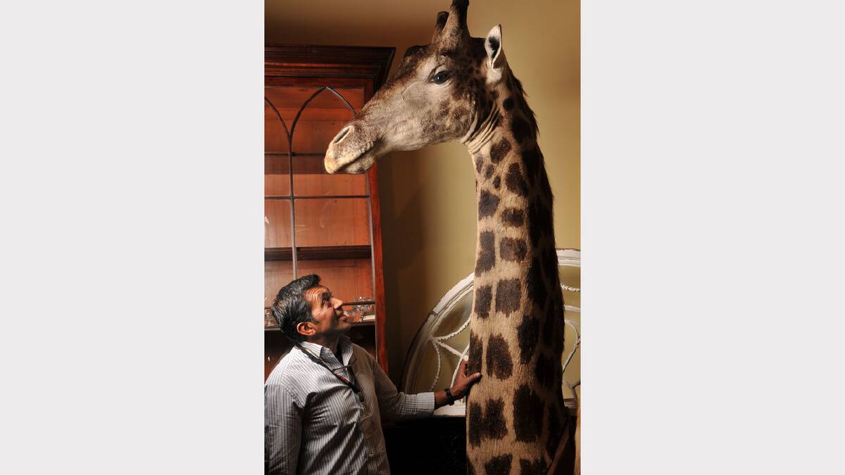 Kevin Dahya of Latrobe's Grange Antiques with Walter; a 1920's taxidermied giraffe	at the Antique Fair. Photo: Scott Gelston, The Examiner